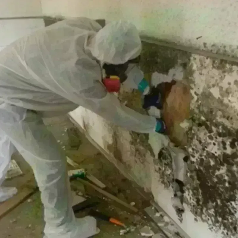 Mold Remediation and Removal in Larkfield-Wikiup, CA